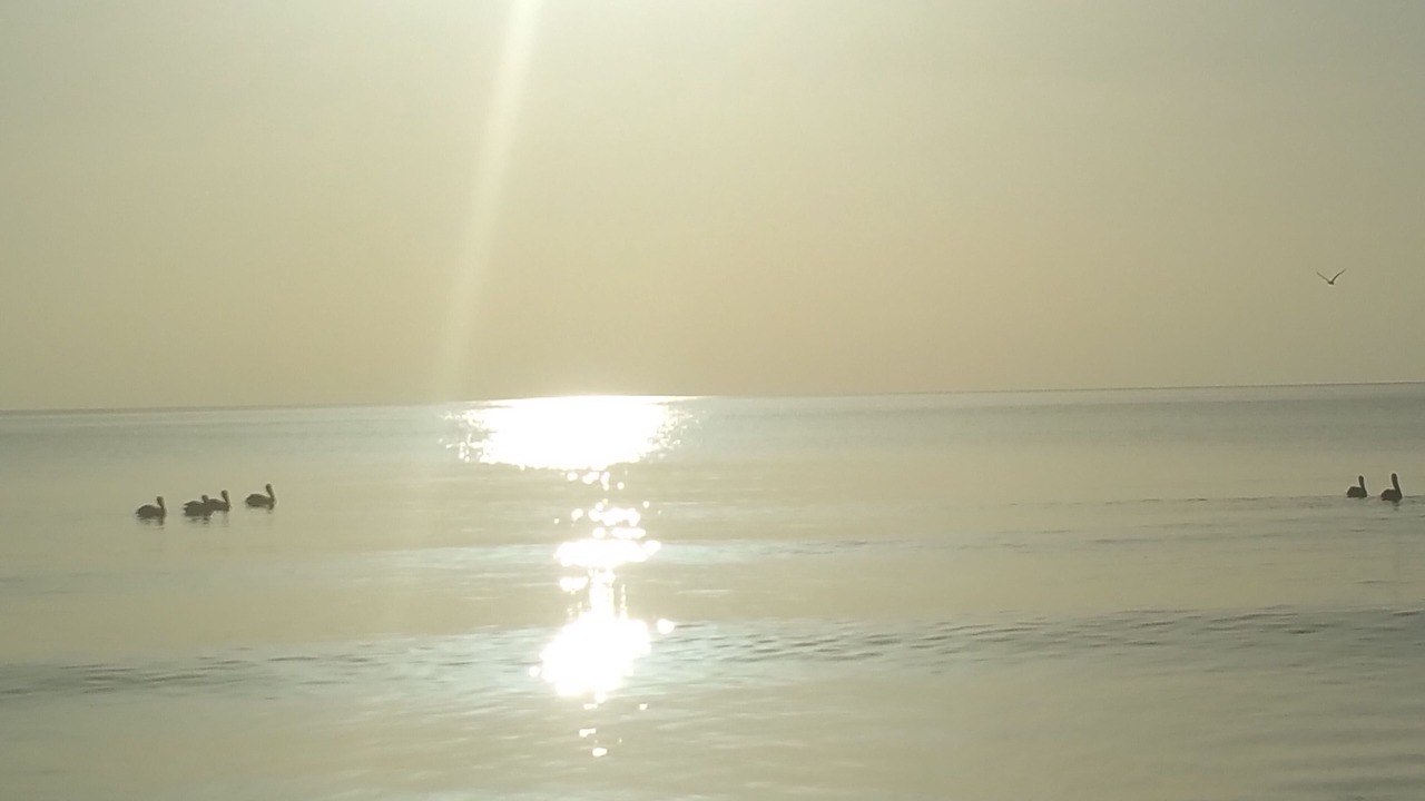 Photo of Others in Hutchinson Island South