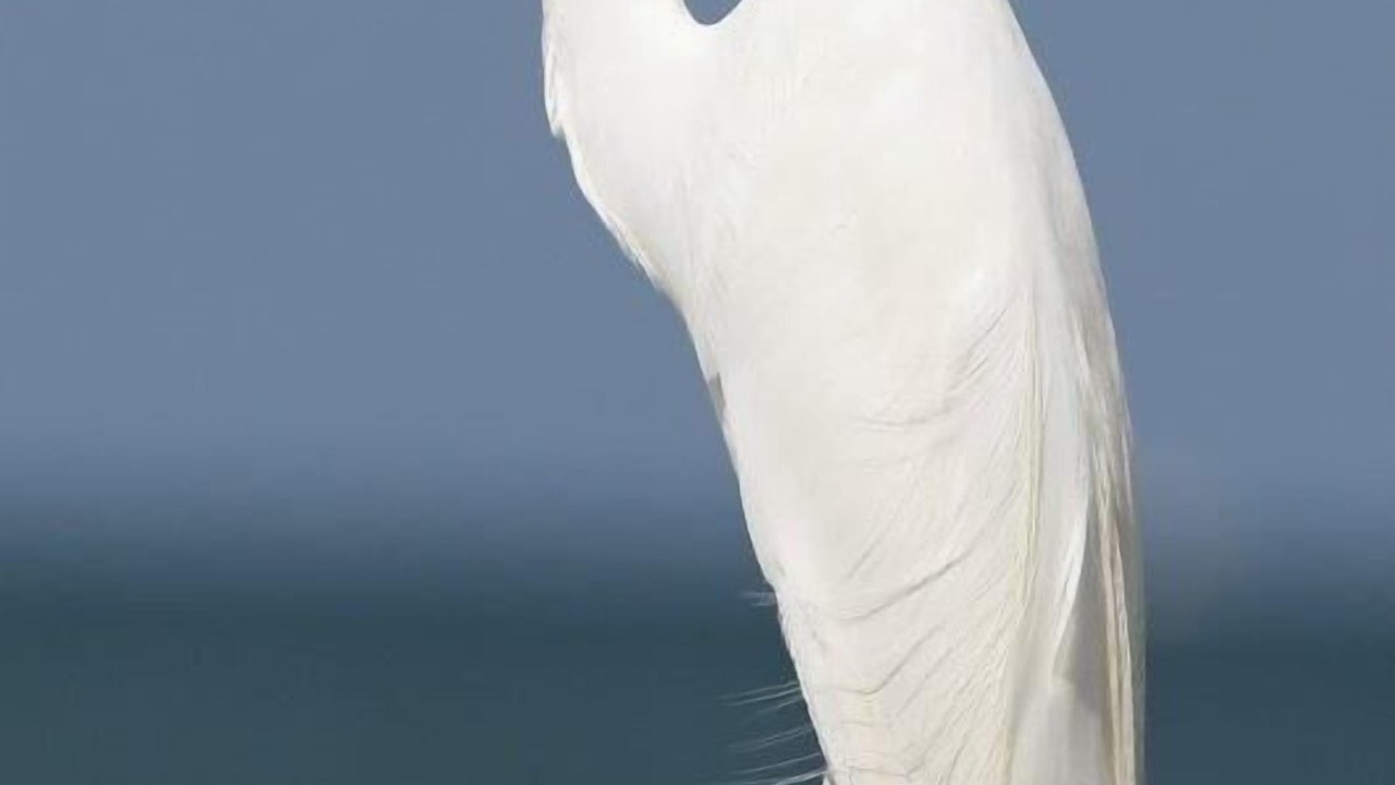 Photo of Others in Bonita Springs