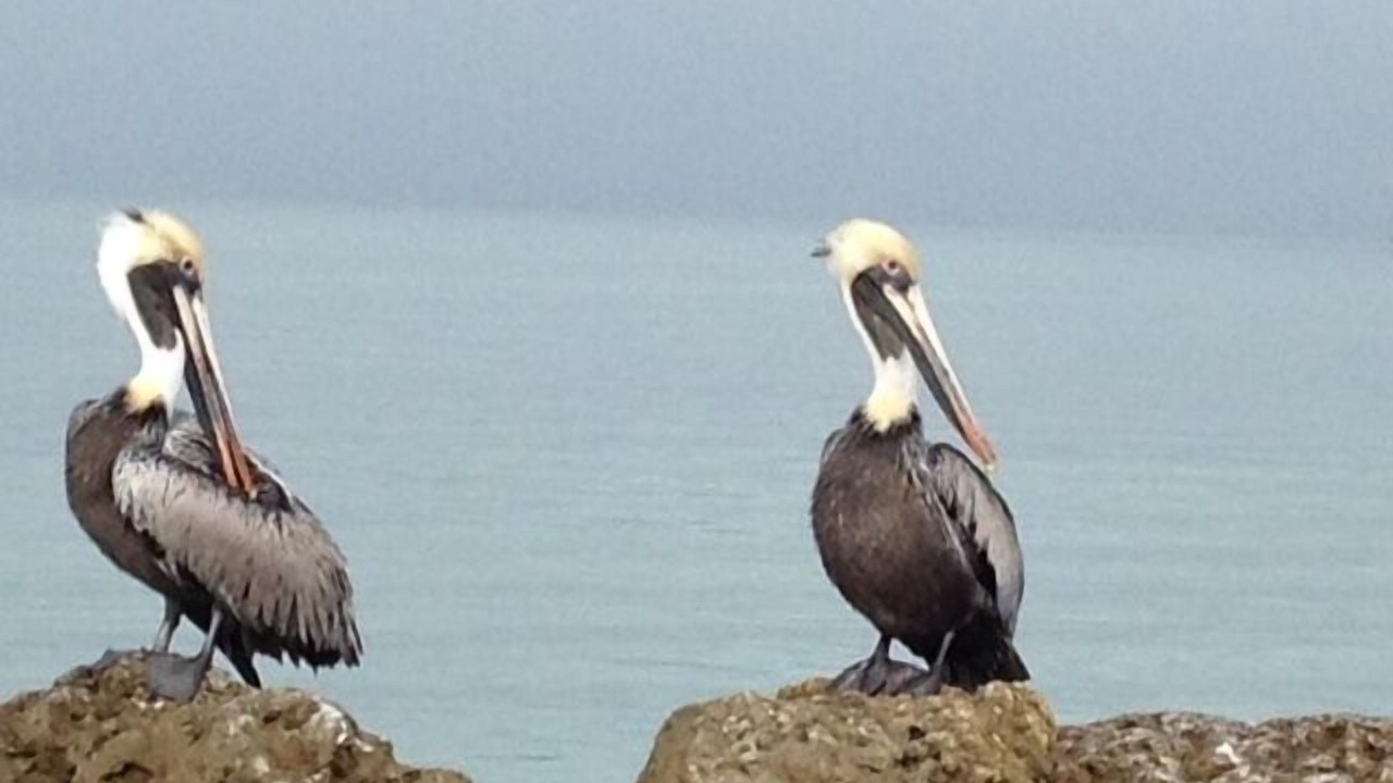 Photo of Others in Bonita Springs