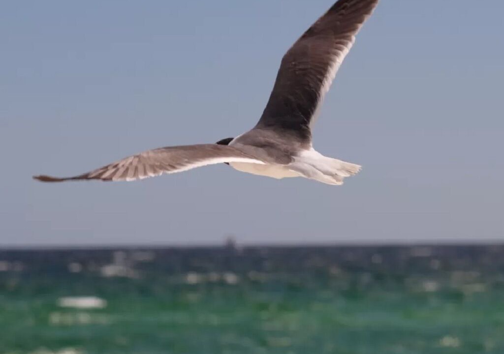 Photo of Others in Navarre Beach