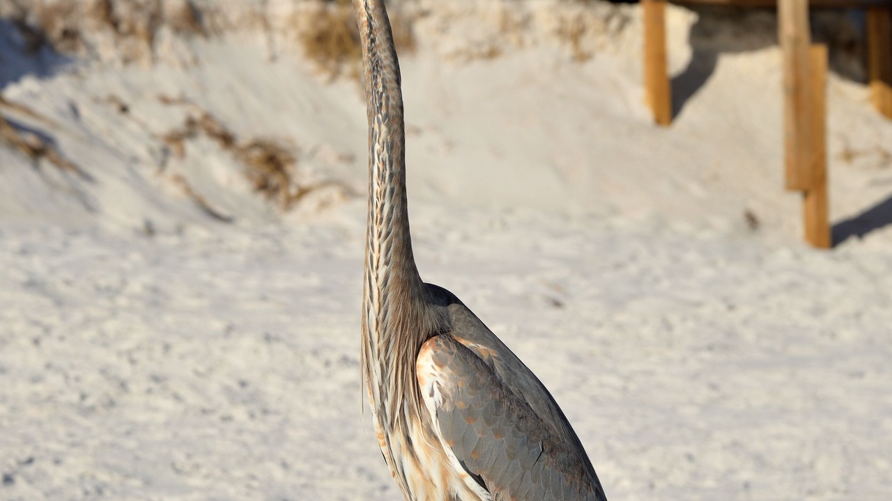 Photo of Others in Holiday Isle