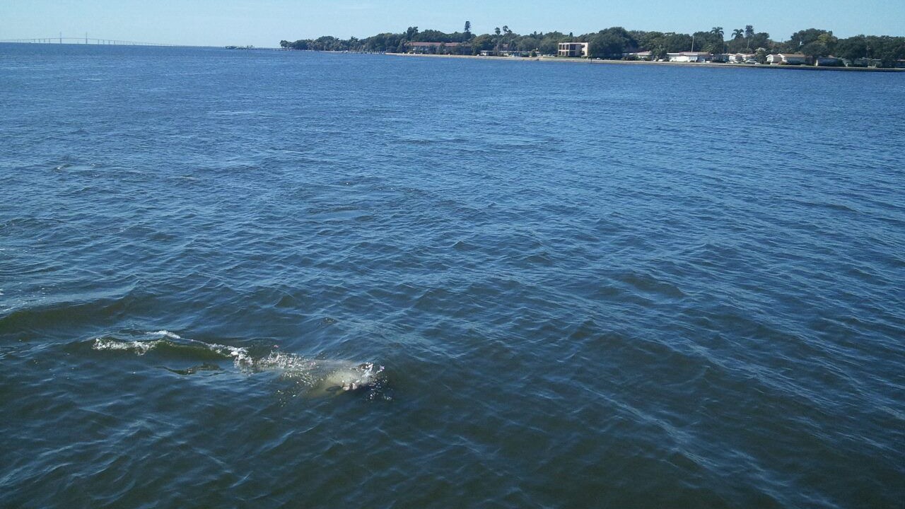 Photo of Others in Coquina Key