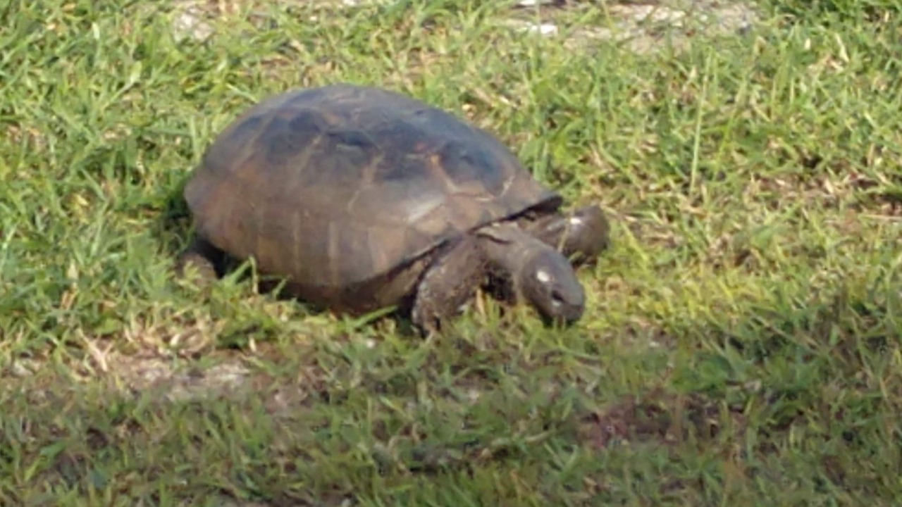 Photo of Others in Crescent Beach