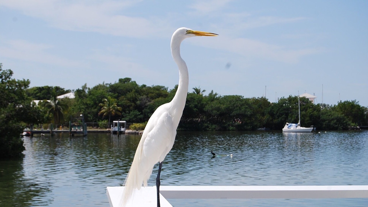 Photo of Outdoor in Little Torch Key