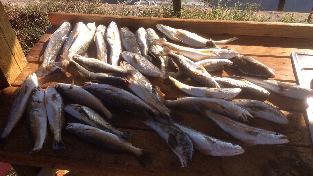 Photo of Outdoor in Panacea