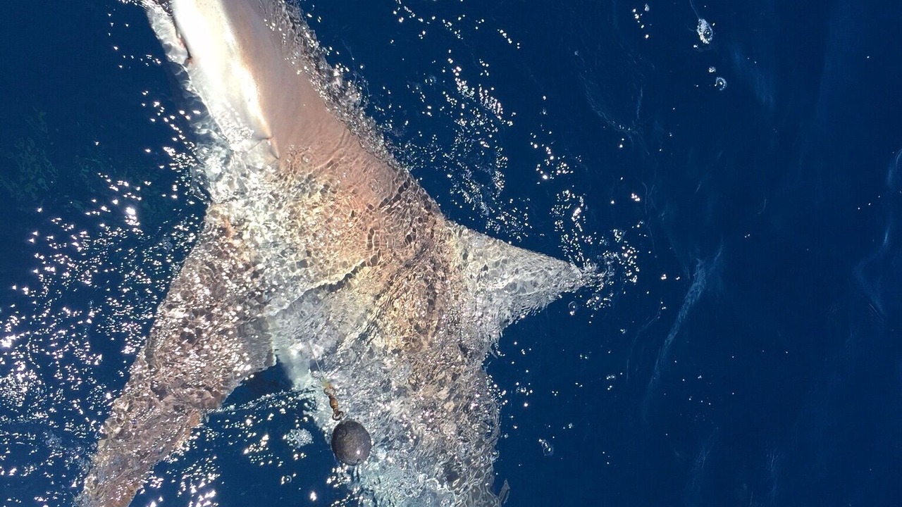Photo of Others in Panacea
