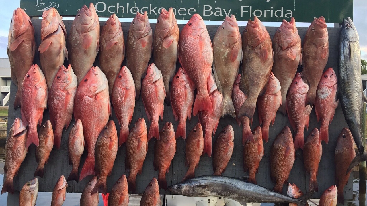 Photo of Others in Panacea