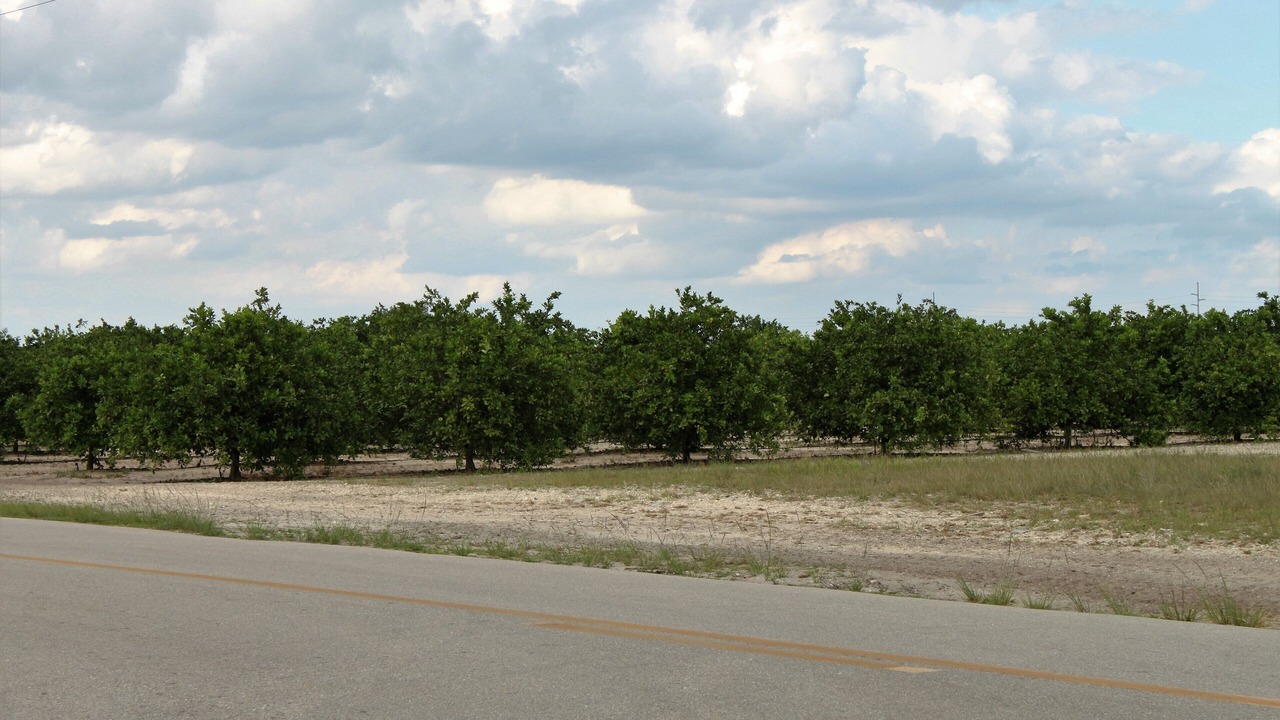 Photo of Others in Sebring