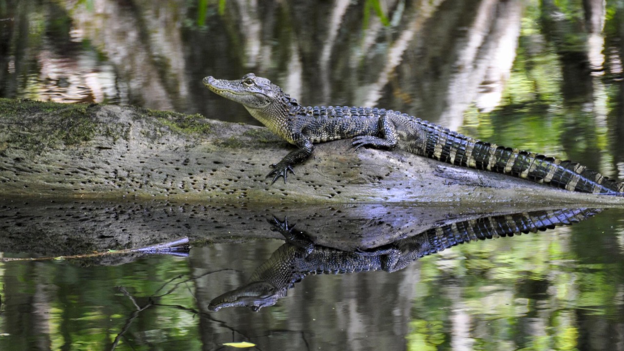 Photo of Others in Sebring