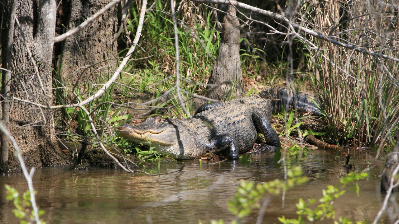 Photo of Others in Ponce De Leon