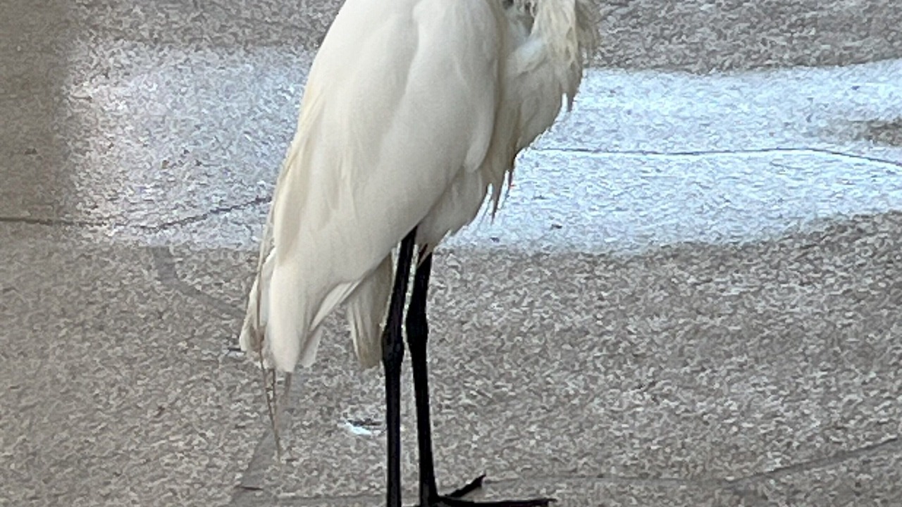 Photo of Others in Clearwater Beach