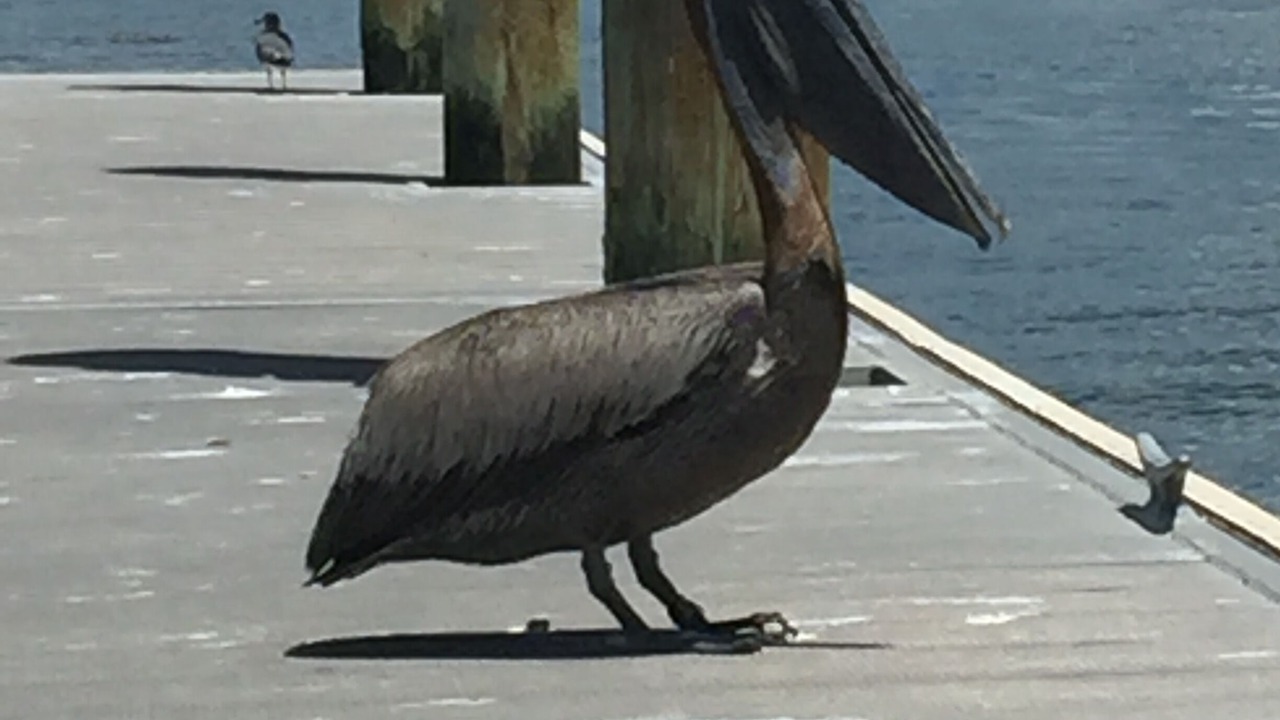 Photo of Others in Clearwater Beach