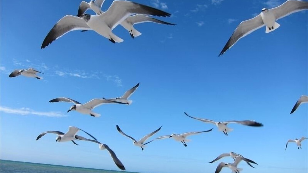 Photo of Others in Belleair Beach