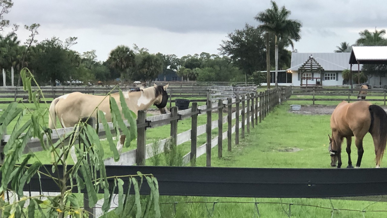 Photo of Outdoor in Palm City
