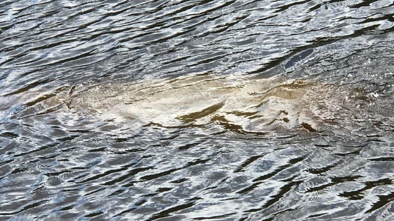 Photo of Others in Palatka