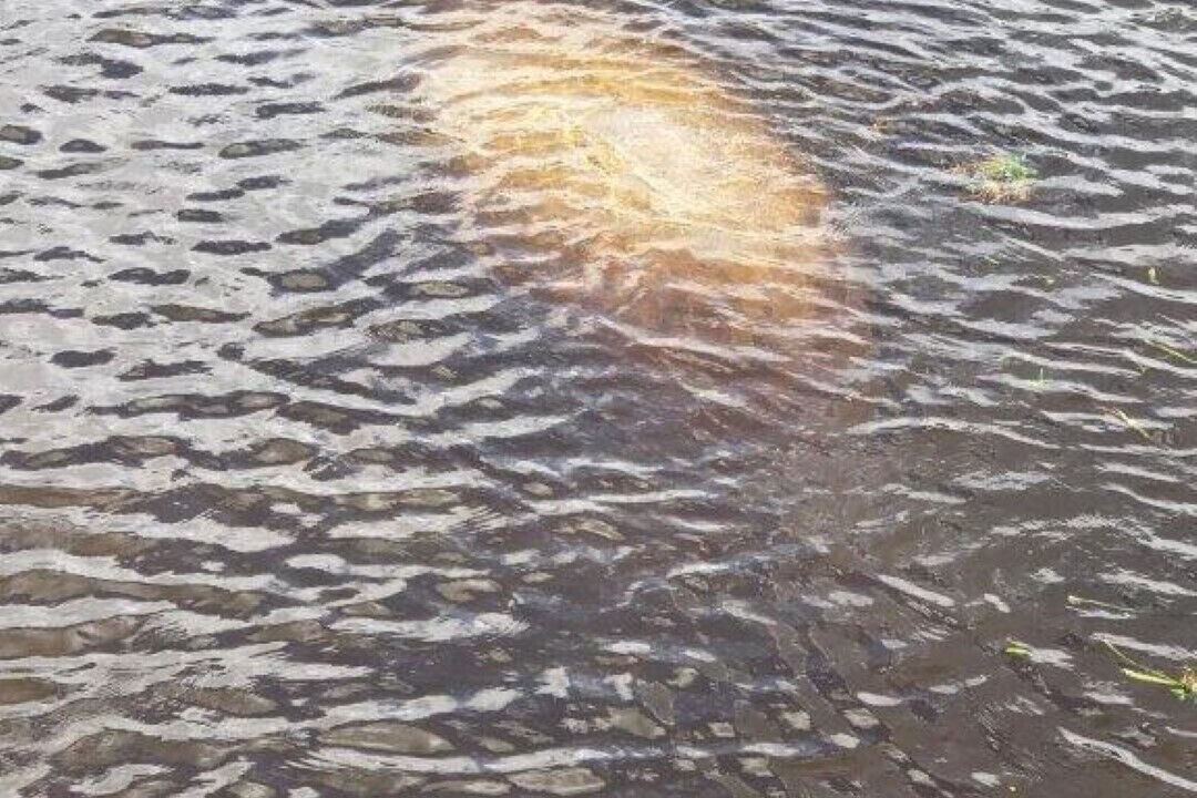 Photo of Others in Palatka