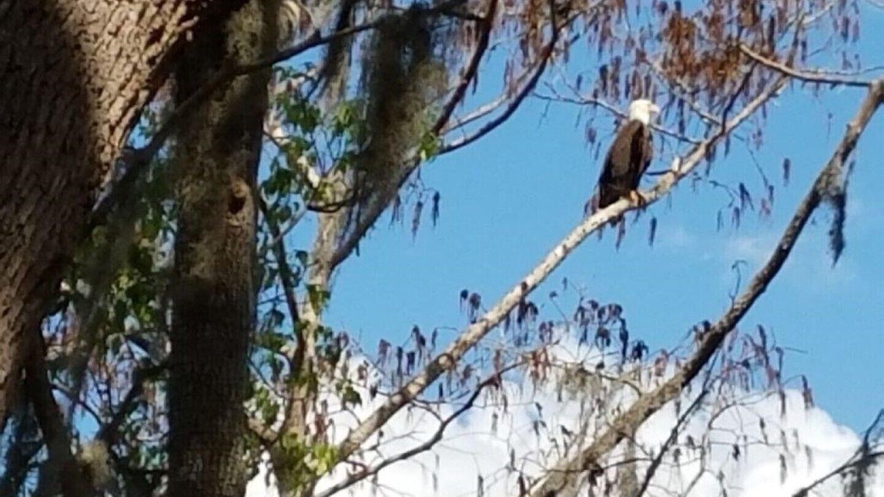 Photo of Others in Palatka