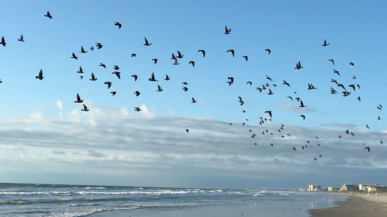 Photo of Others in Cocoa Beach