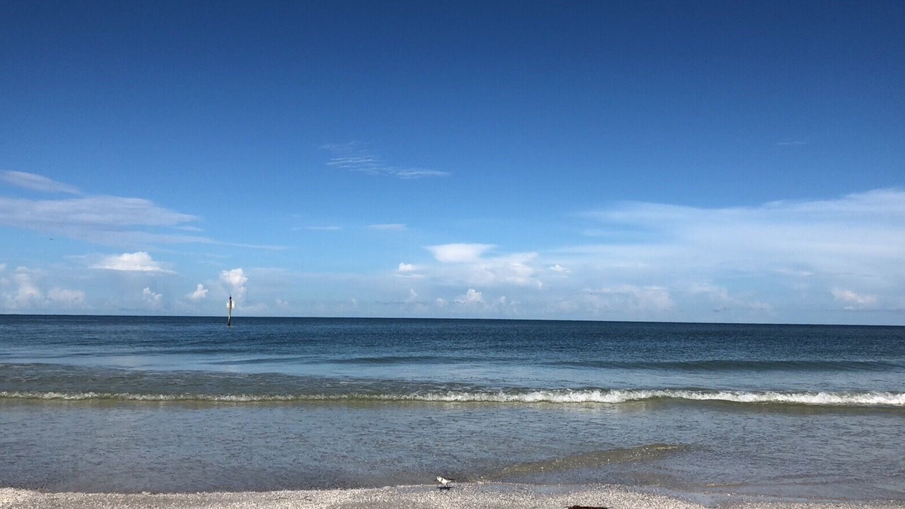 Photo of Others in Safety Harbor