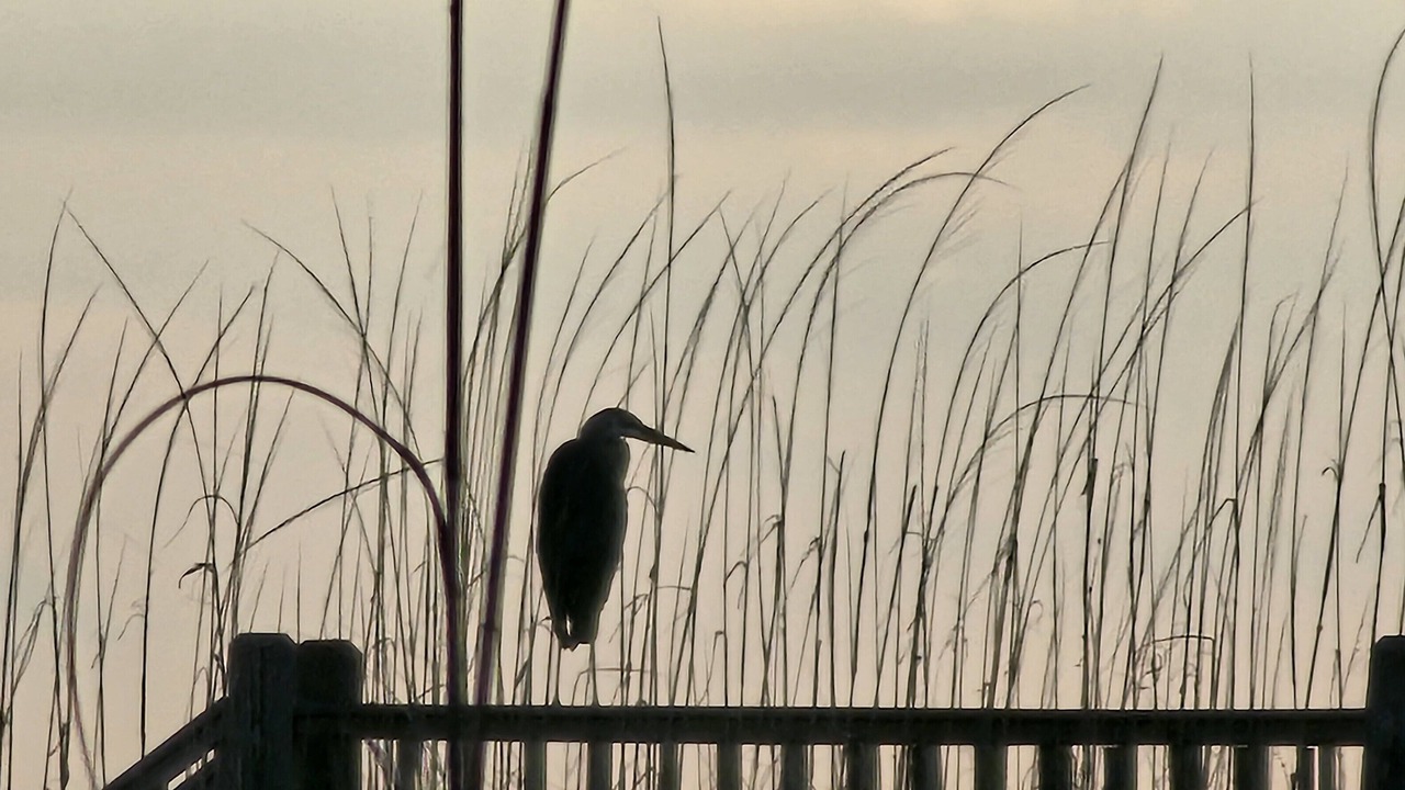 Photo of Others in Surf Side Shores