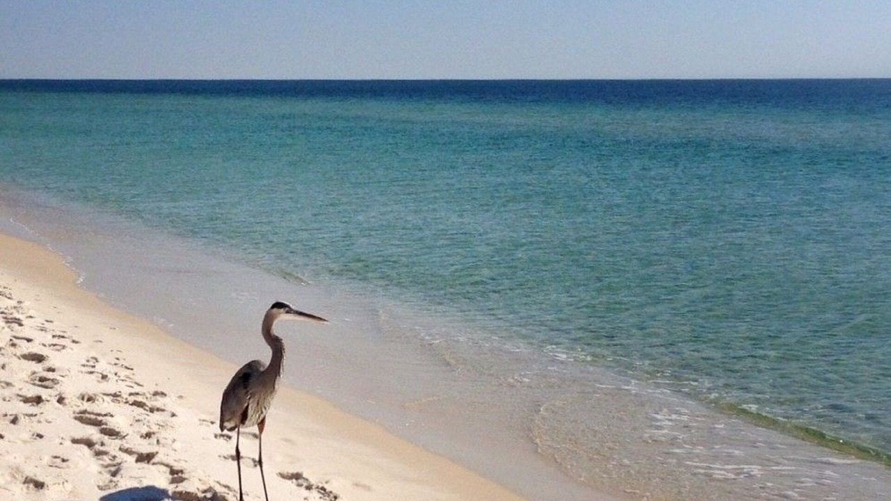 Photo of Others in Alabama Gulf Coast