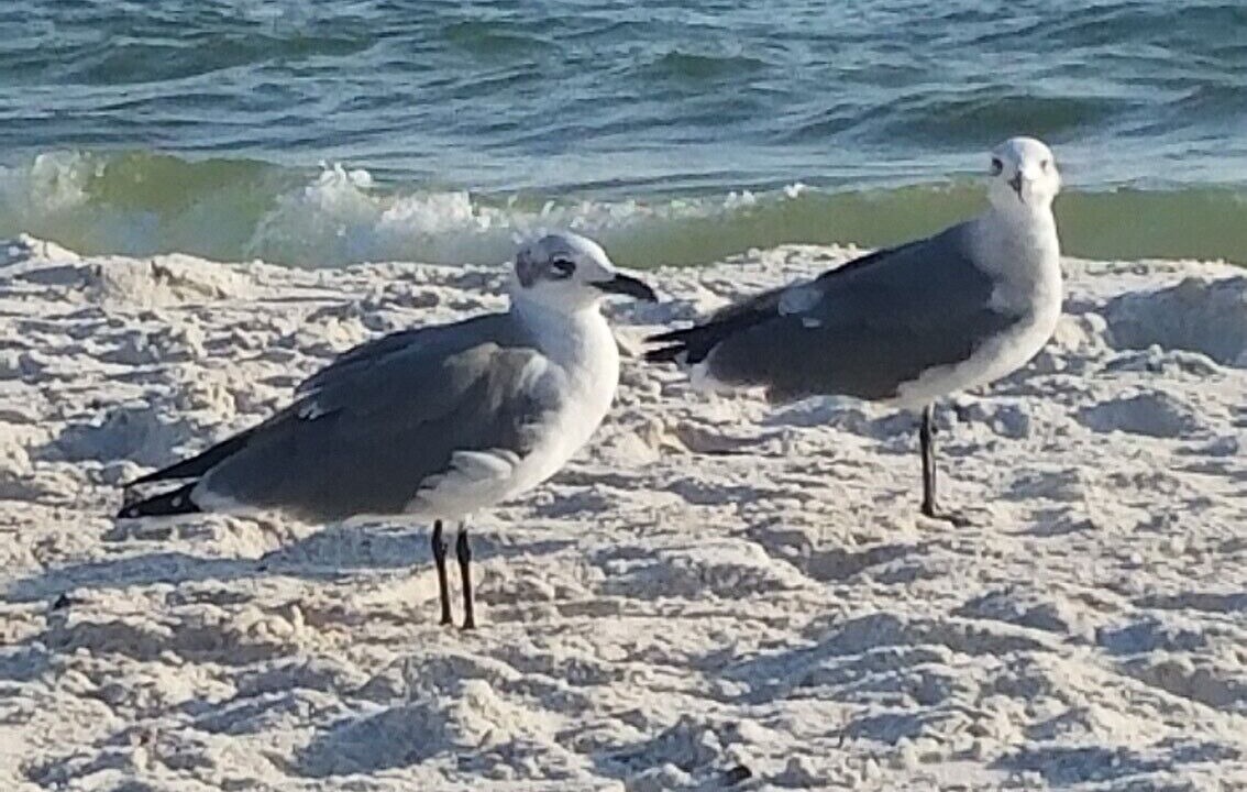 Photo of Others in Mexico Beach