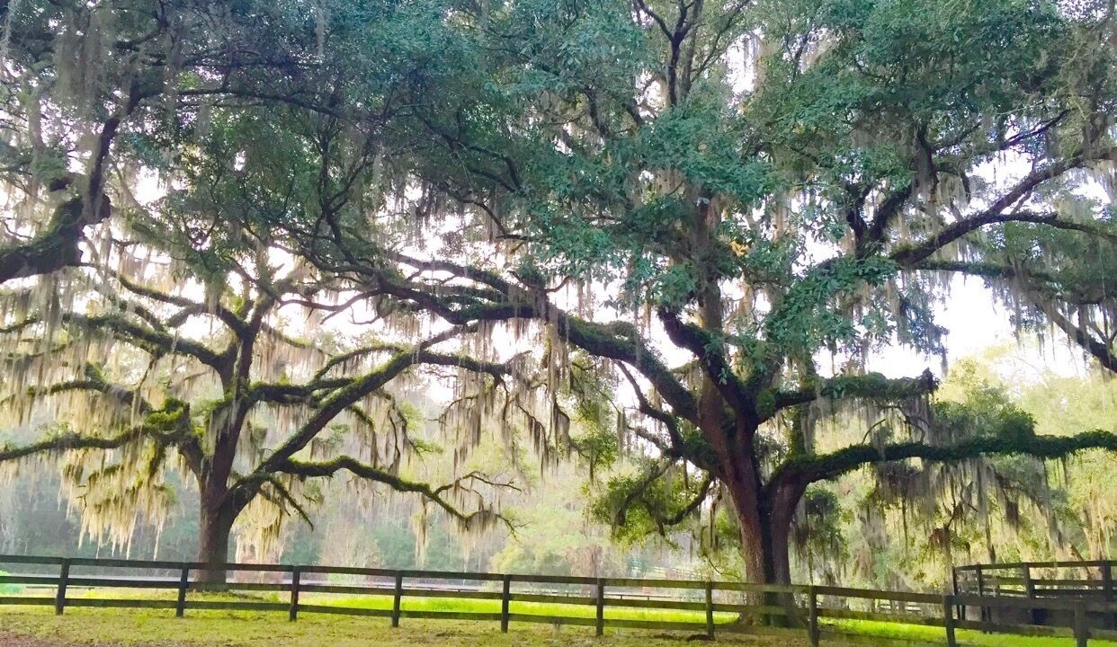 Photo of Outdoor in Reddick