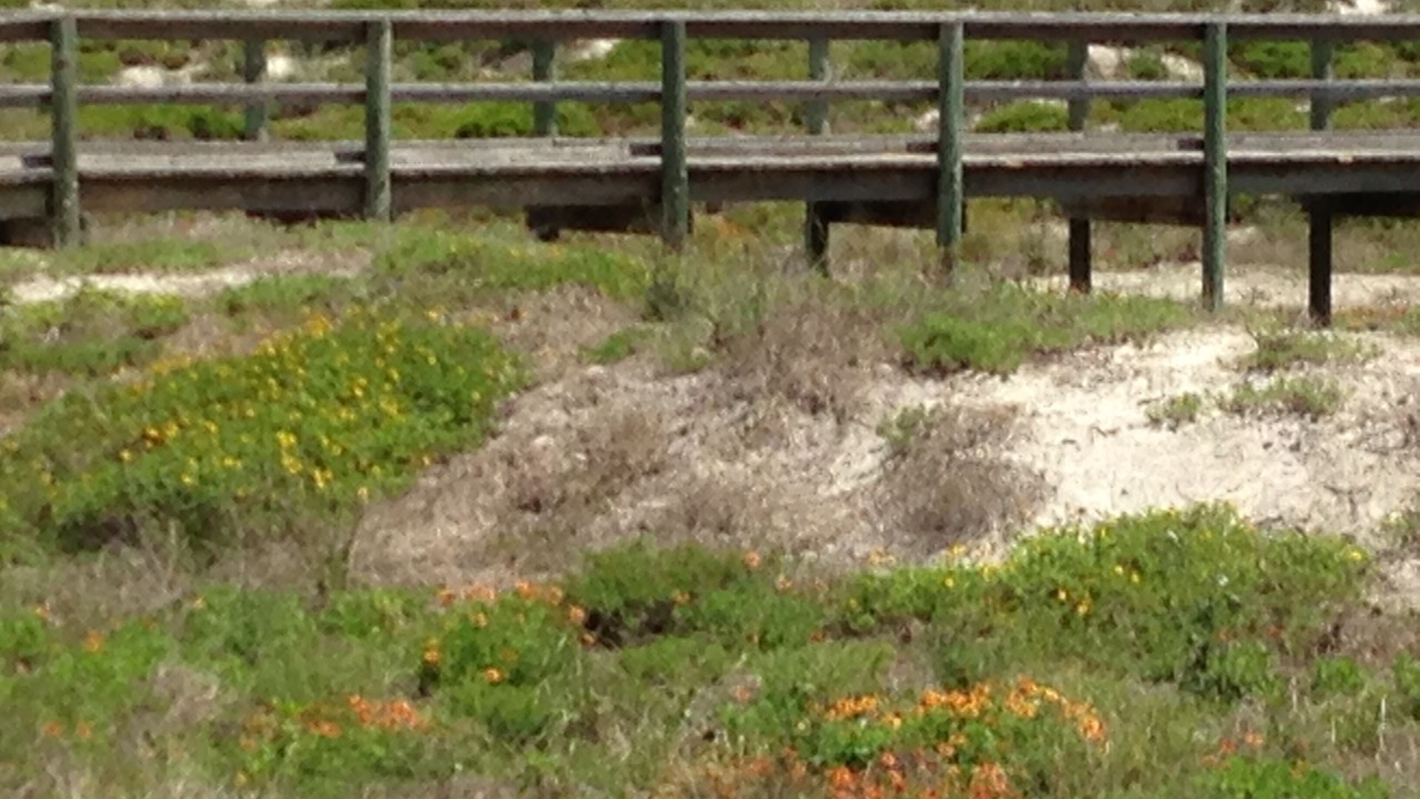 Photo of Outdoor in Butler Beach