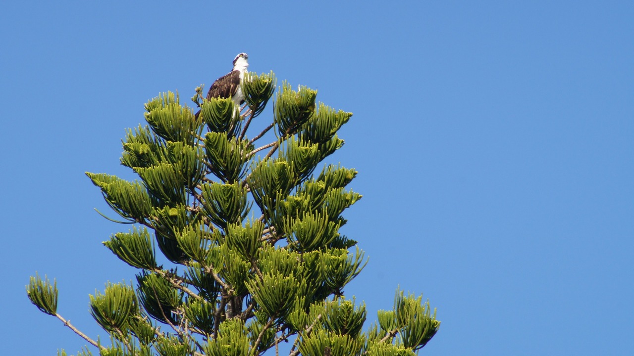 Photo of Others in Sanibel