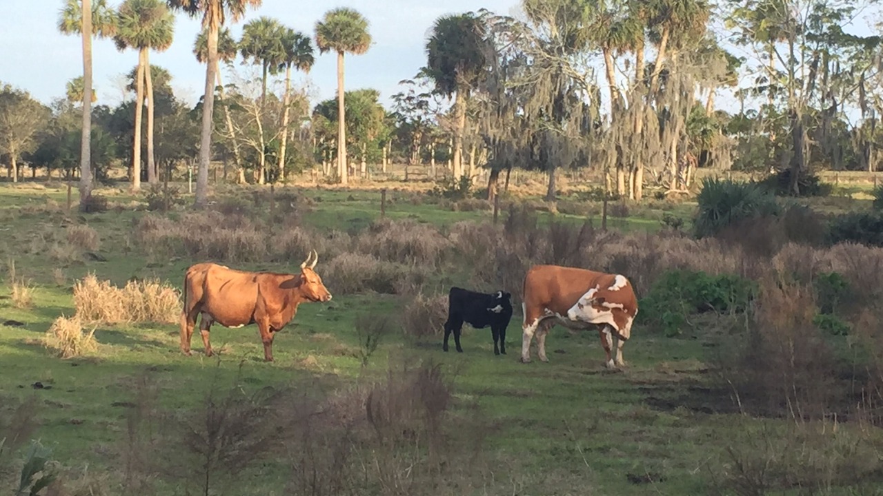 Photo of Outdoor in Okeechobee