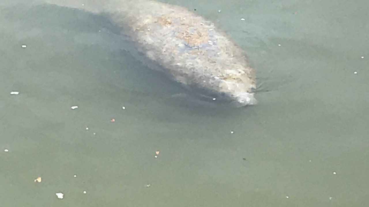 Photo of Others in Fort Pierce North
