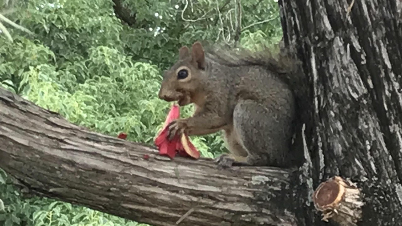 Photo of Outdoor in Tavares