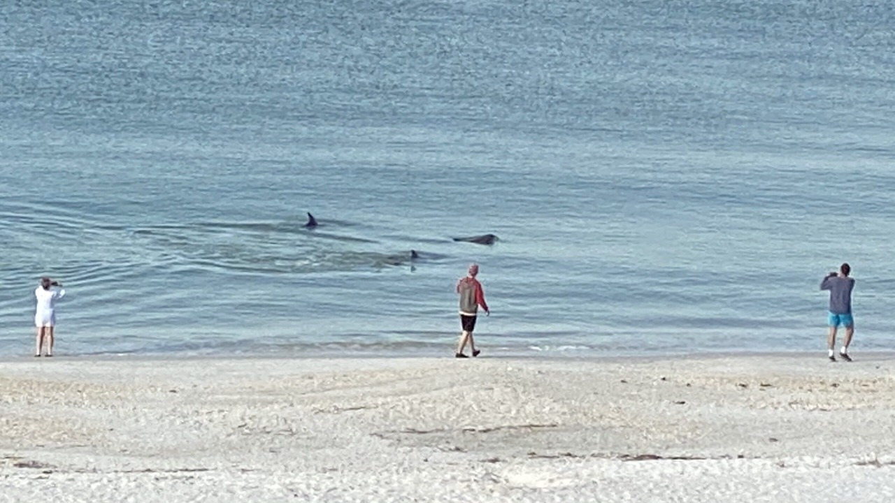 Photo of Others in South Island