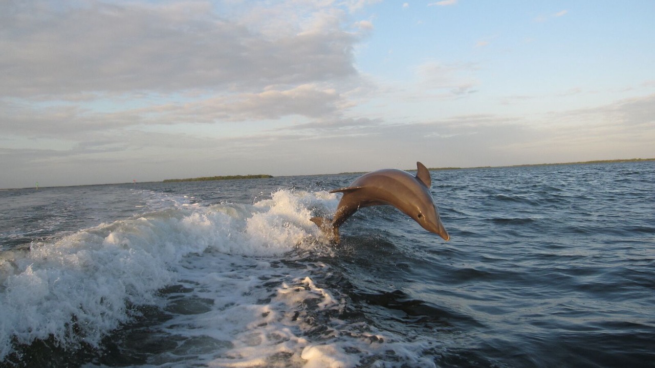 Photo of Others in Boca Grande