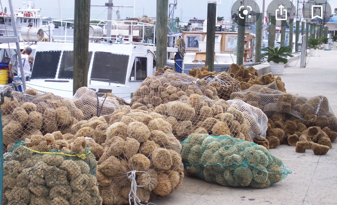 Photo of Others in Tarpon Springs