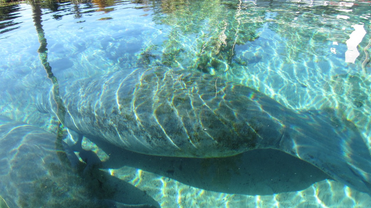 Photo of Outdoor in Crystal River
