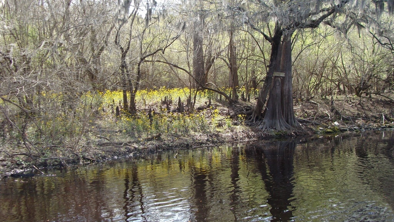 Photo of Others in Fort White