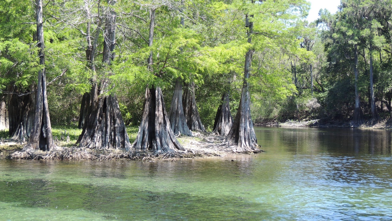 Photo of Others in Fort White