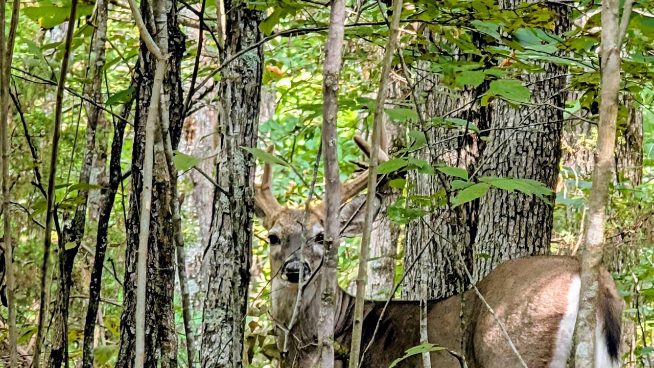 Photo of Others in Mohawk