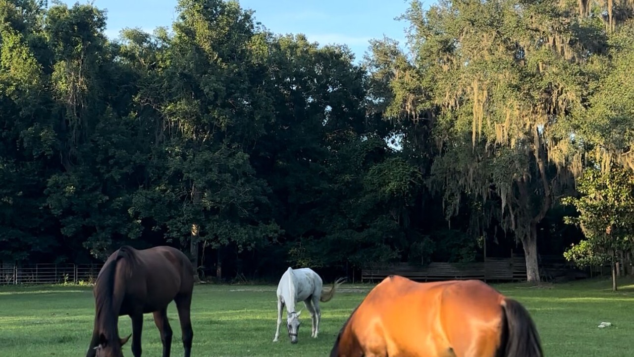 Photo of Others in Fort White