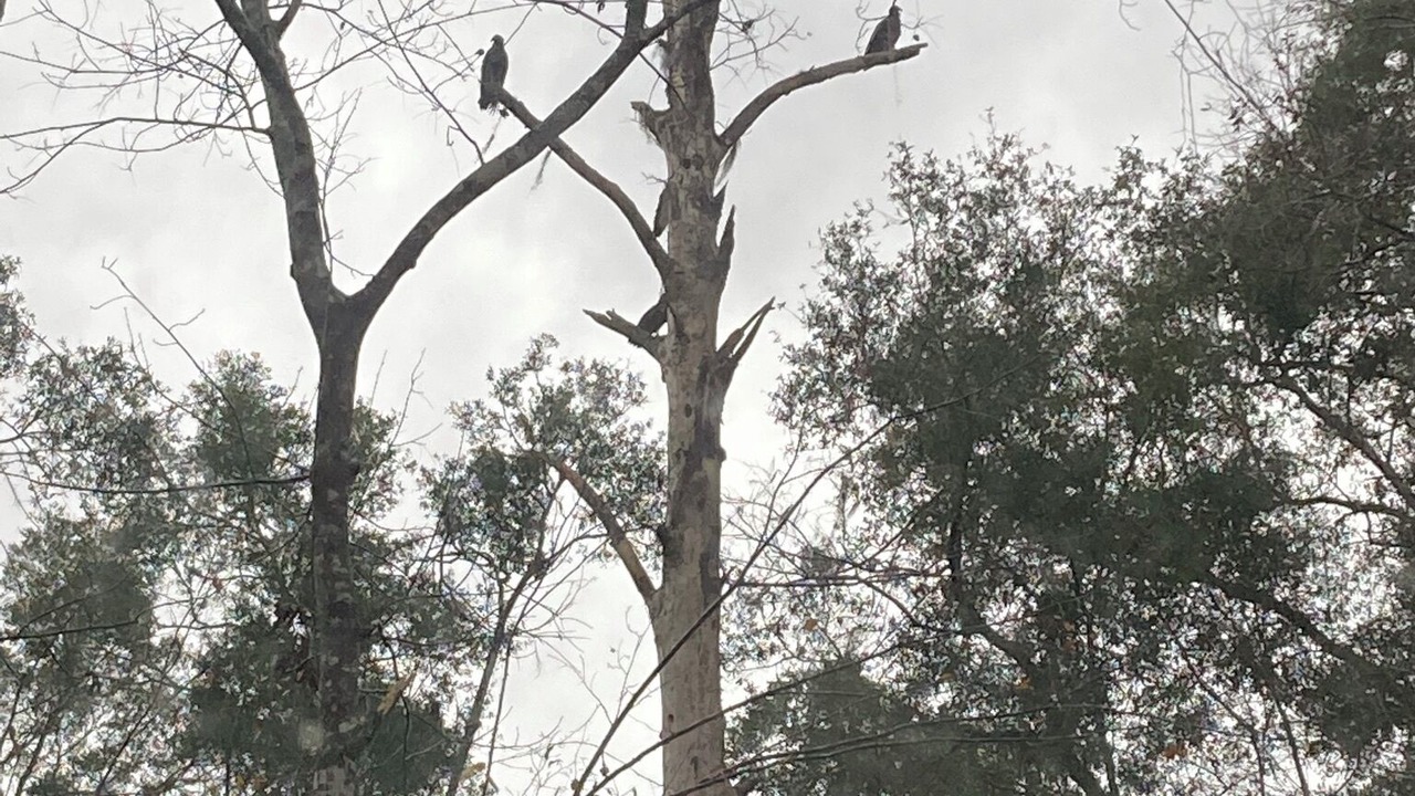 Photo of Others in Tallahassee