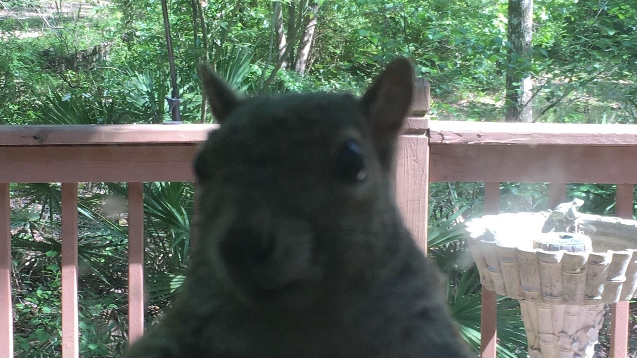 Photo of Outdoor in Tallahassee