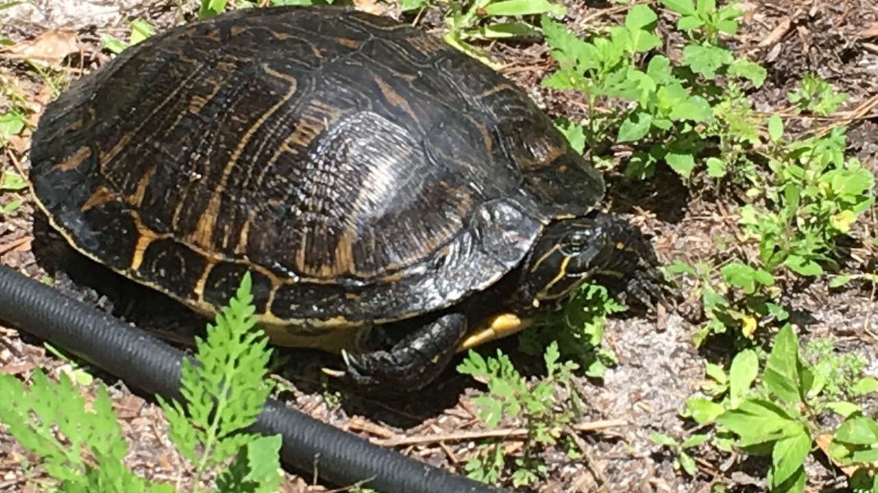 Photo of Outdoor in Tallahassee
