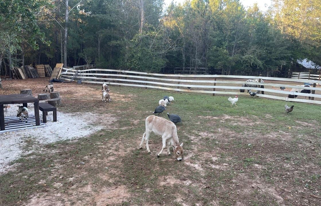 Photo of Outdoor in Tallahassee
