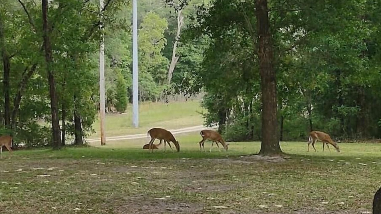 Photo of Others in Fort White