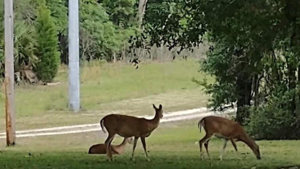 Photo of Others in Fort White