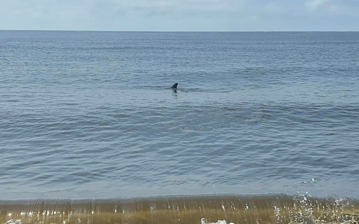 Photo of Others in Alligator Point