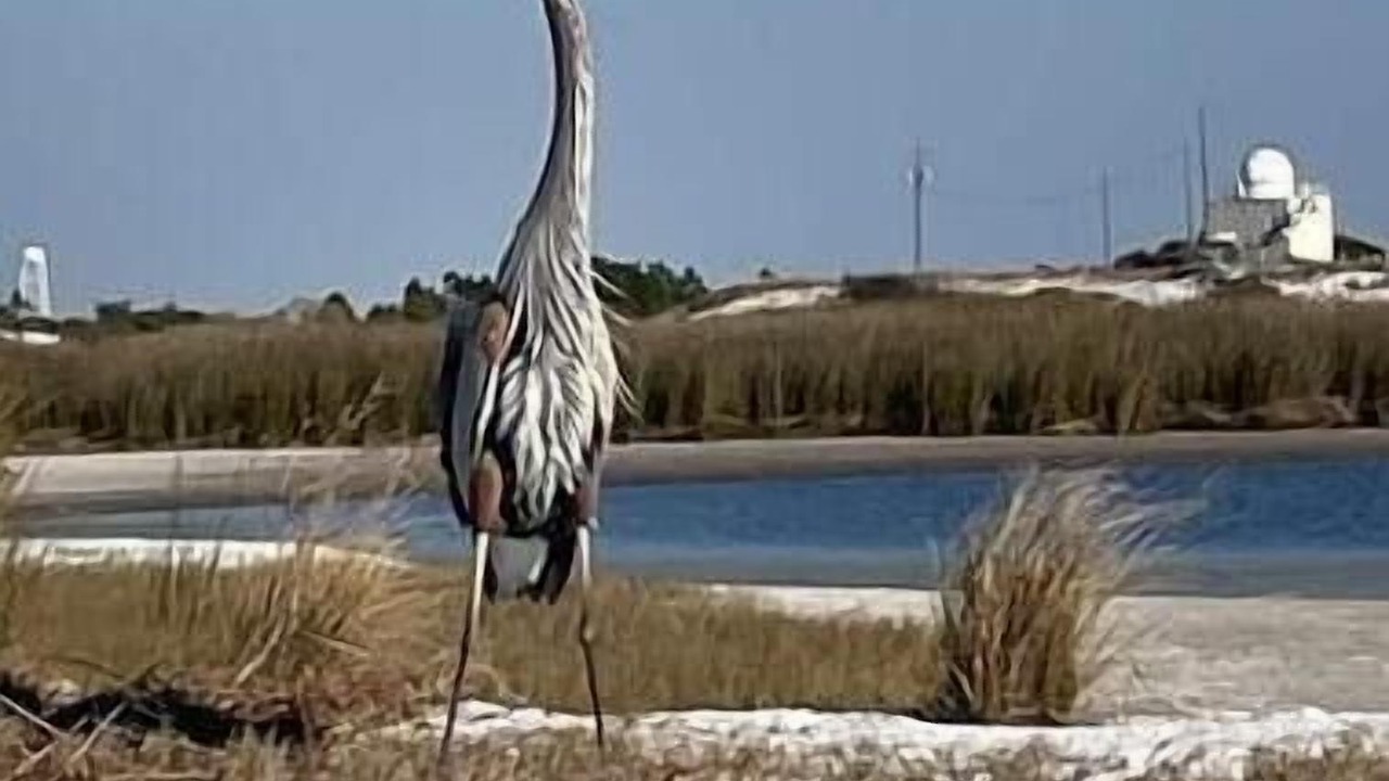 Photo of Others in Gulf Breeze