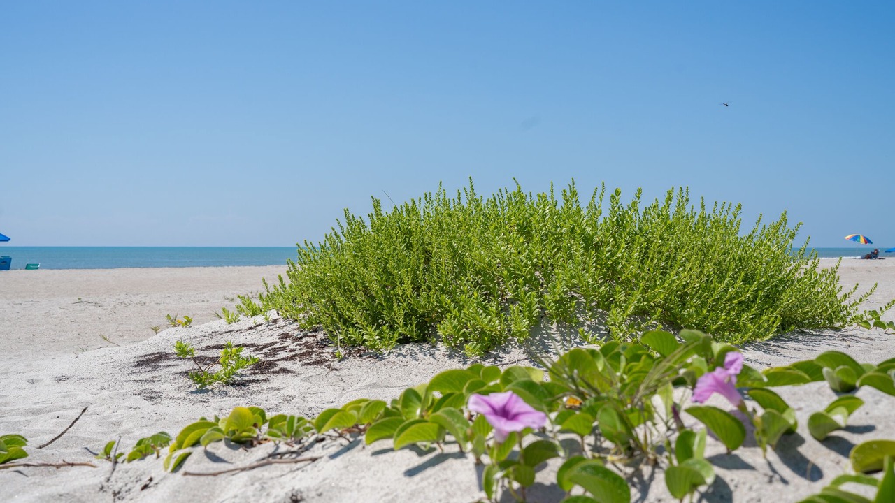 Photo of Others in Cape Caneveral Beach Gardens