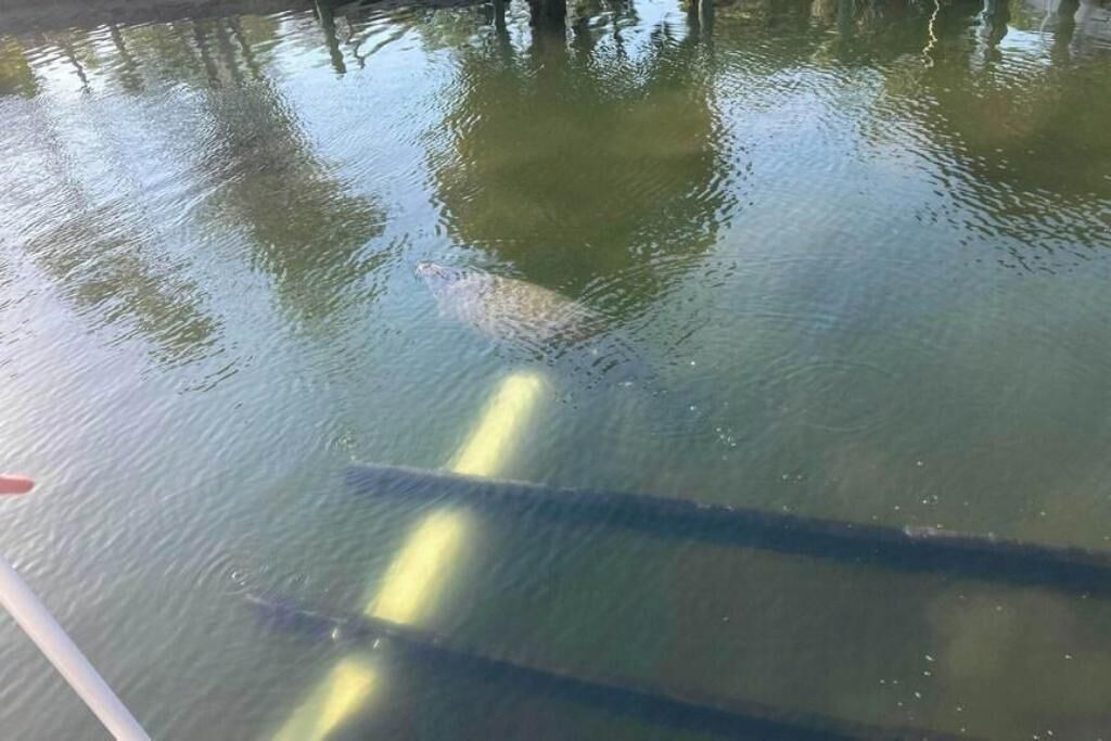 Photo of Others in Springs at Kings Bay